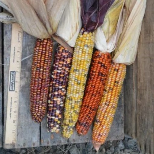 Indian Ornamental Corn CN41-50