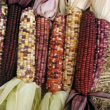 Autumn Explosion Corn Seeds