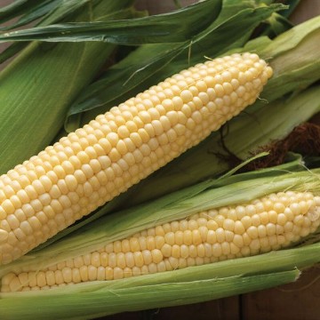 Sugar Buns Corn Seeds