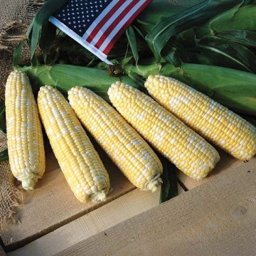 Bi Color Corn, Bi Color Corn Seeds, Bi-Color Corn, Bi-Color Corn Seeds ...