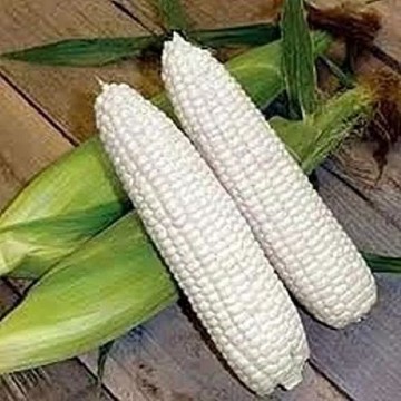 Boone County White Corn Seeds