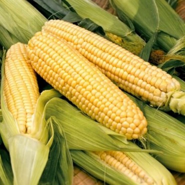 Corn, Corn Seeds | Reimer Seeds