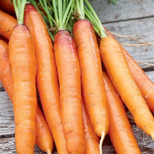 Touchon Carrots CT1-250