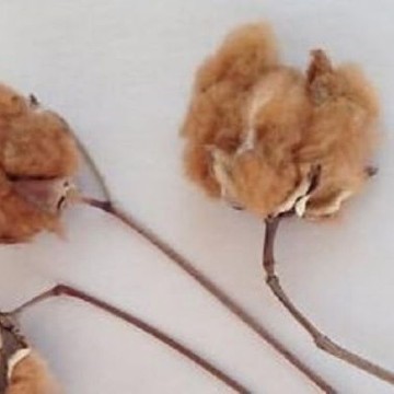 Mississippi Brown Cotton Seeds