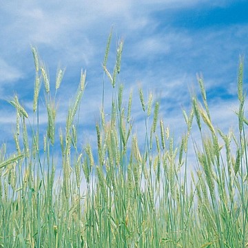 Winter Rye Cover Crop Seeds