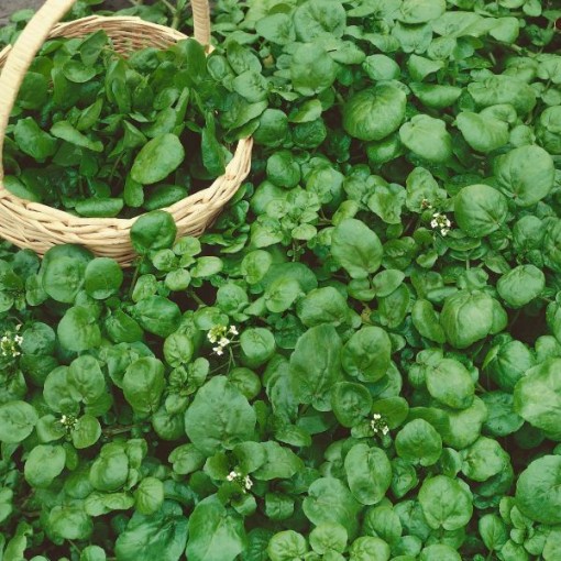 Watercress CR2-1000