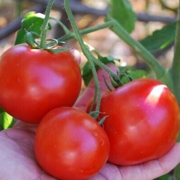 Tomato Mosaic Virus Resistant Tomatoes. Reimer Seeds