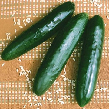 Stonewall Cucumber Seeds