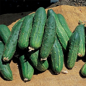 Bush Pickle Cucumber Seeds