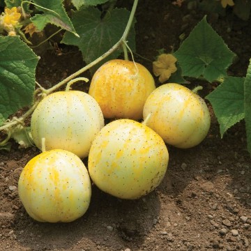 ベア　レモン、キューカンバー、インディアンの3点 Cucumbers from Australia, Cucumbers Originating from Australia