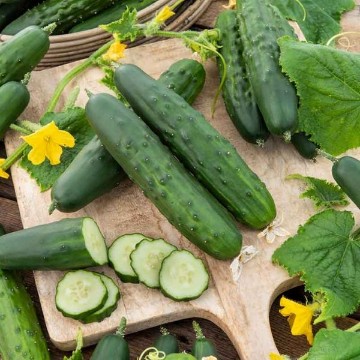 Marketer Cucumber Seeds