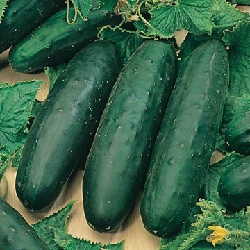 Marketmore 76 Cucumber Seeds
