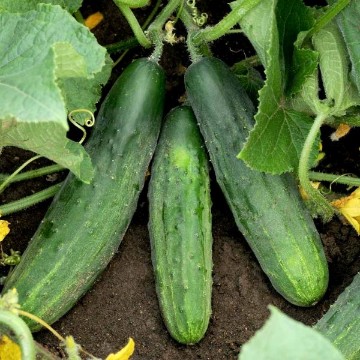Marketmore 80 Cucumber Seeds