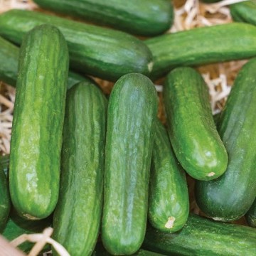 Muncher Cucumber Seeds