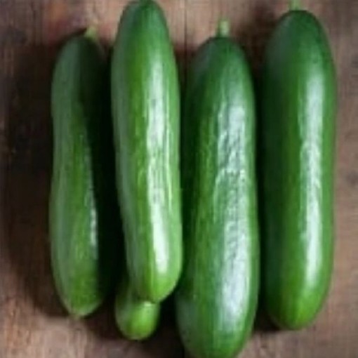 T & T Diva Cucumber Seeds - Non-Bitter And Sweet Crisp Flavor, Disease- Resistant, Produces Abundantly Without Pollination, Perfect For Fresh Slicing (1000 Seeds