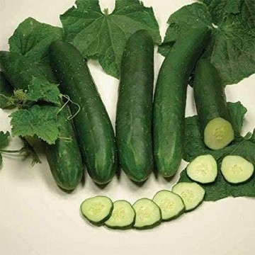Sweet Slice Cucumber Seeds