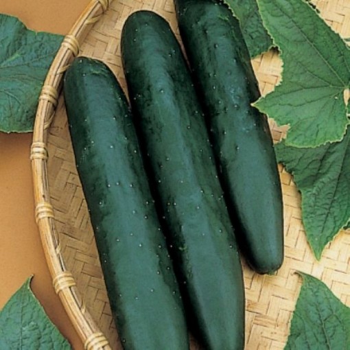 Sweet Success Cucumbers CU27-10