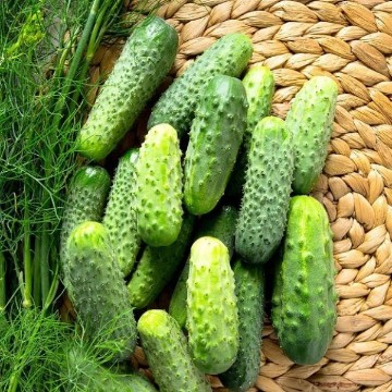 Wisconsin SMR 58 Cucumber Seeds