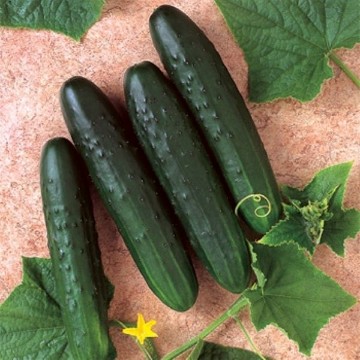 General Lee Cucumber Seeds