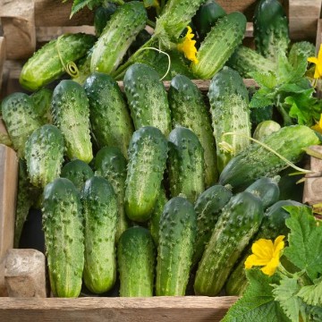 Sumter Cucumber Seeds