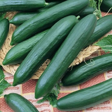Tendergreen Burpless Cucumber Seeds