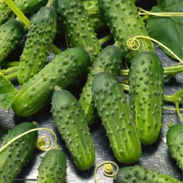Calypso Cucumber Seeds