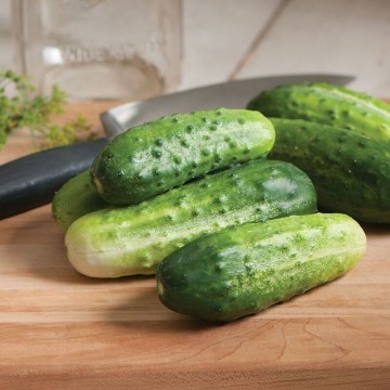 Little Leaf Cucumber Seeds