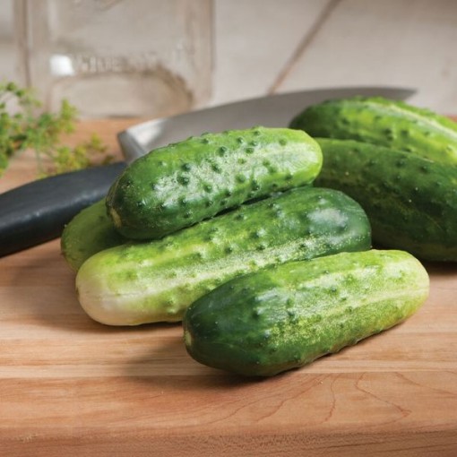 Little Leaf Cucumbers CU41-20