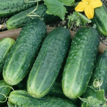 Carolina Pickling Cucumber Seeds