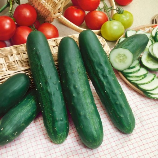 Long Green Improved Cucumbers CU44-20