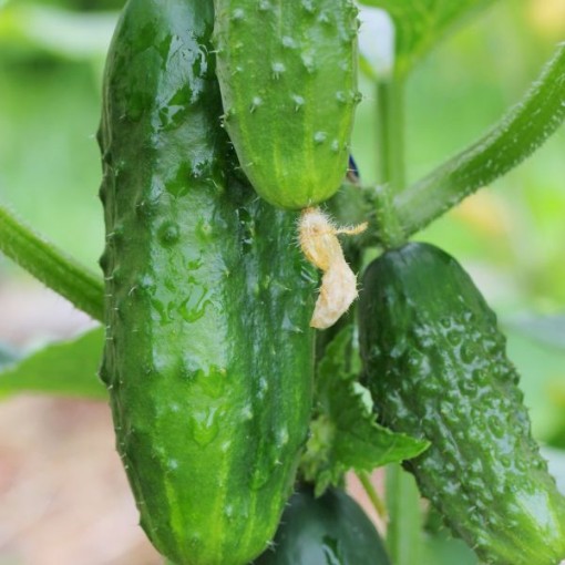 Early Green Cluster Cucumbers CU45-20