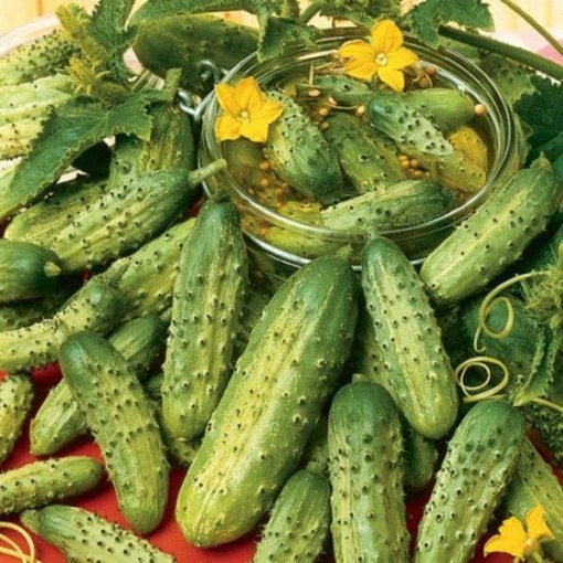 Pioneer Cucumbers CU56-20