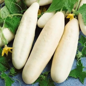 White Wonder Cucumber Seeds