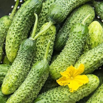 Miss Pickler Cucumber Seeds