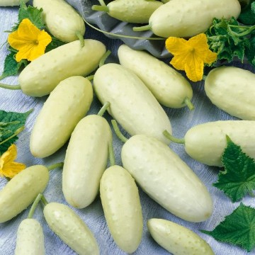 Miniature White Cucumber Seeds