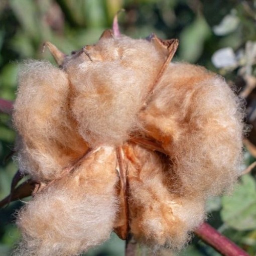 Brown King Cotton CO7-5