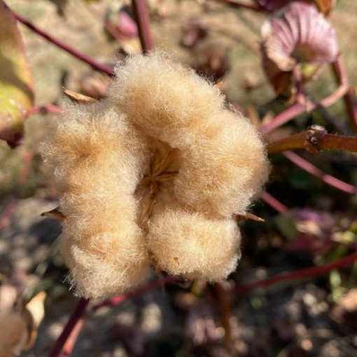 Sea Island Brown Cotton CO8-5