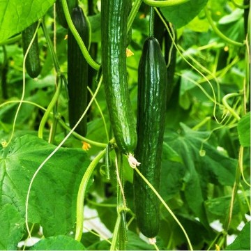 Japanese Long Pickling Cucumber Seeds