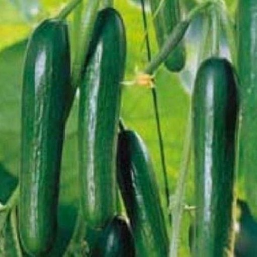 Beit Alpha Cucumbers CU76-20