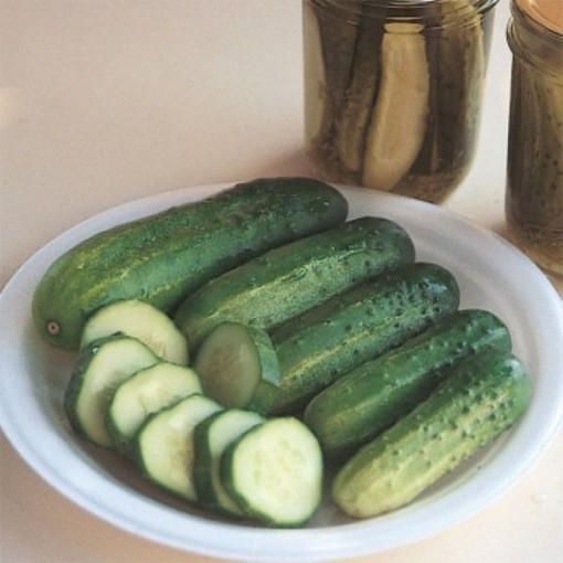 County Fair Improved Cucumber Seeds