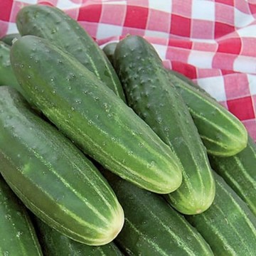 A & C Pickling Cucumber Seeds