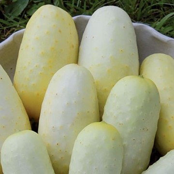 Boothby's Blonde Cucumber Seeds