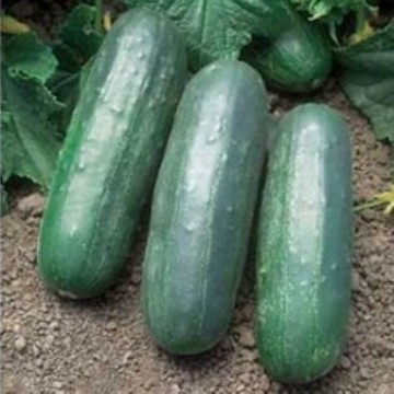 Eureka Cucumber Seeds
