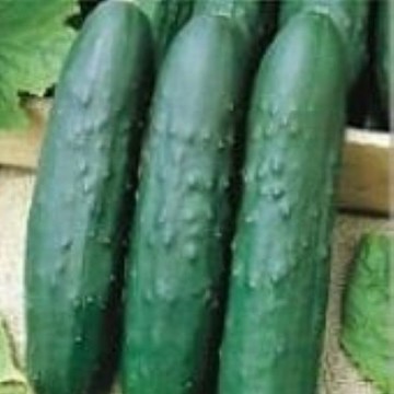 Turbo Cucumber Seeds