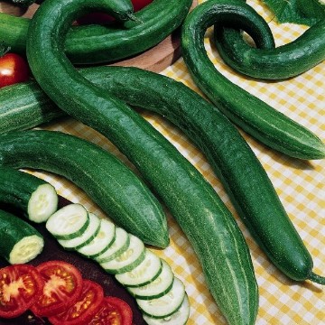 Early Spring Burpless Cucumber Seeds
