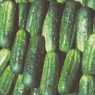 Fancipak Cucumber Seeds