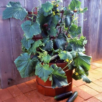 Salad Bush Cucumber Seeds