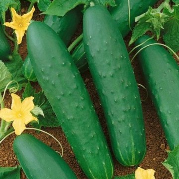 Double Yield Cucumber Seeds