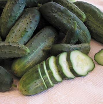 Snow's Fancy Pickling Cucumber Seeds