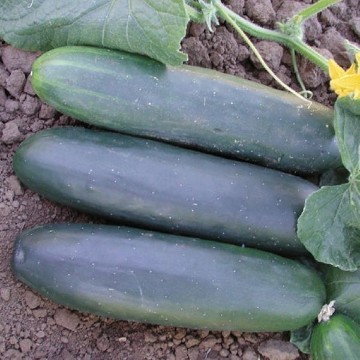 Marketmore 97 Cucumber Seeds